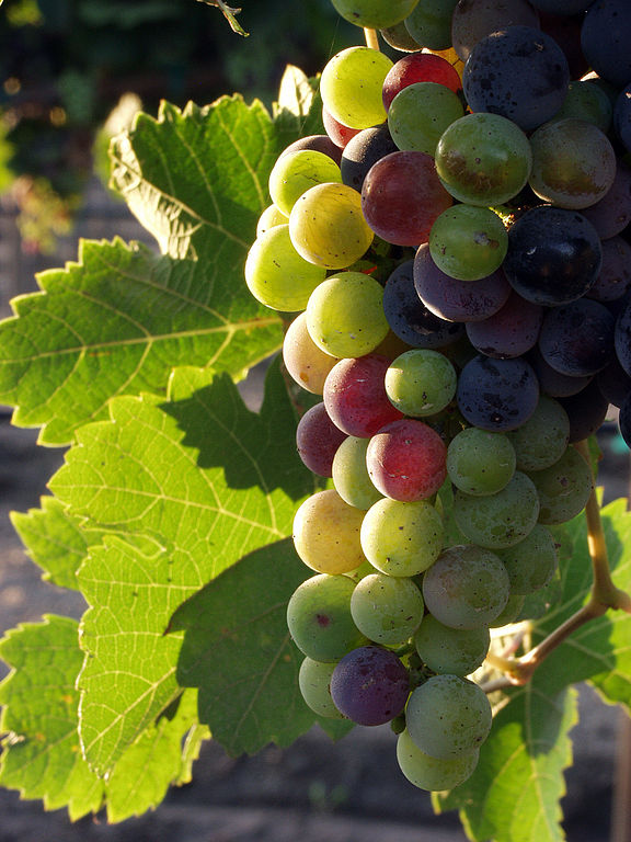 576px-Grapes_during_pigmentation