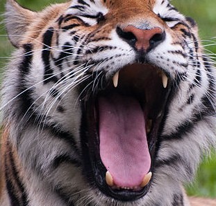640px-Panthera_tigris-02