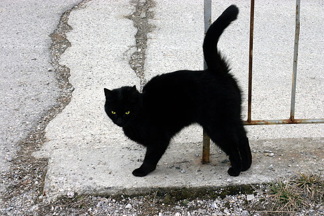 Black_Cat