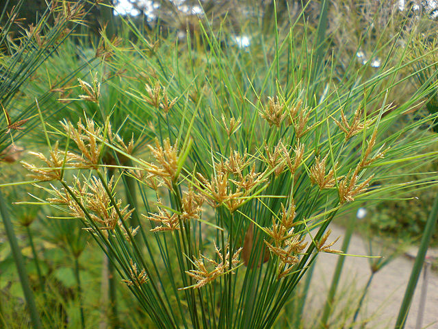 Cyperus_papyrus_(Papyrus-Staude)