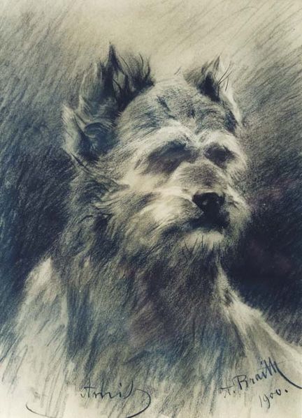 Hund Hund-Anton_Braith_Amil