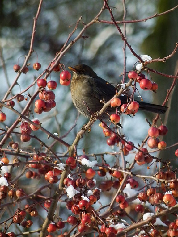 Vogel_mit_Früchten