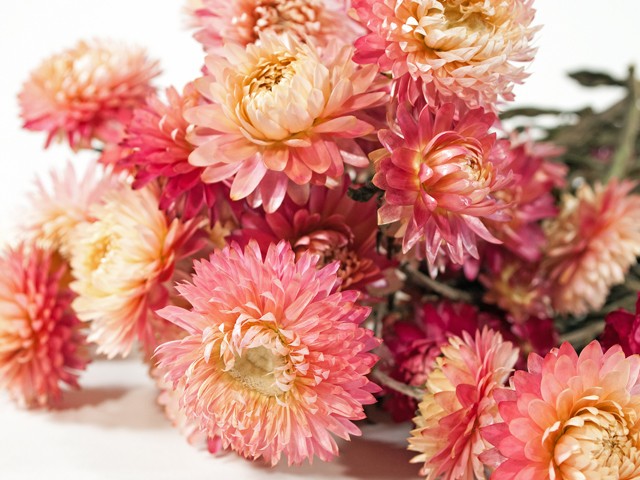 Blüten_Helichrysum_Aster_rosa