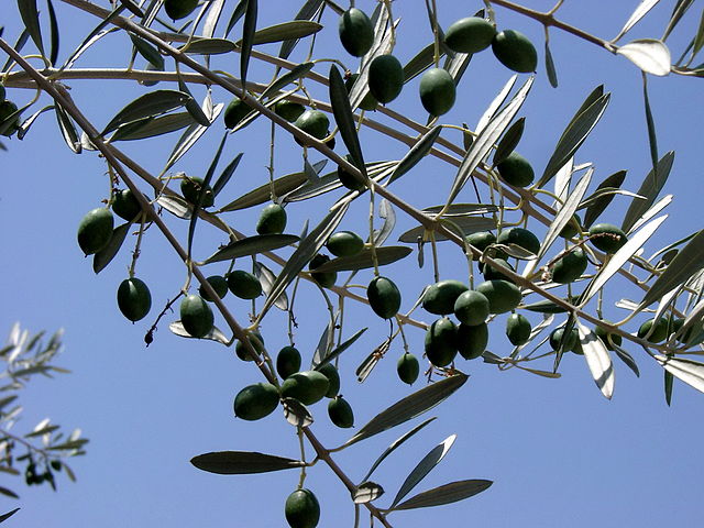 Olive_branch
