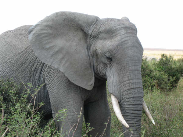 Elefant_Tanzània