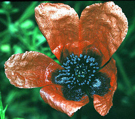 Mohn-Papaver_argemone1_eF