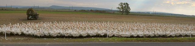 Gänse Gänse-in-Cobstädt-CTH