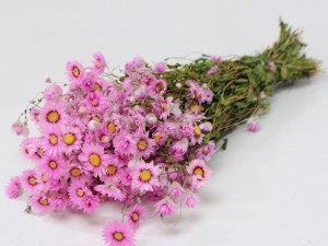 Römische Pflanzen und Blumen Rhodante