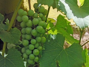 Römischer Wein Römischer Wein