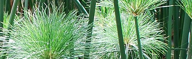 Papyrus Pflanze